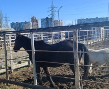 Мариупольский городской зоопарк