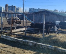 Мариупольский городской зоопарк